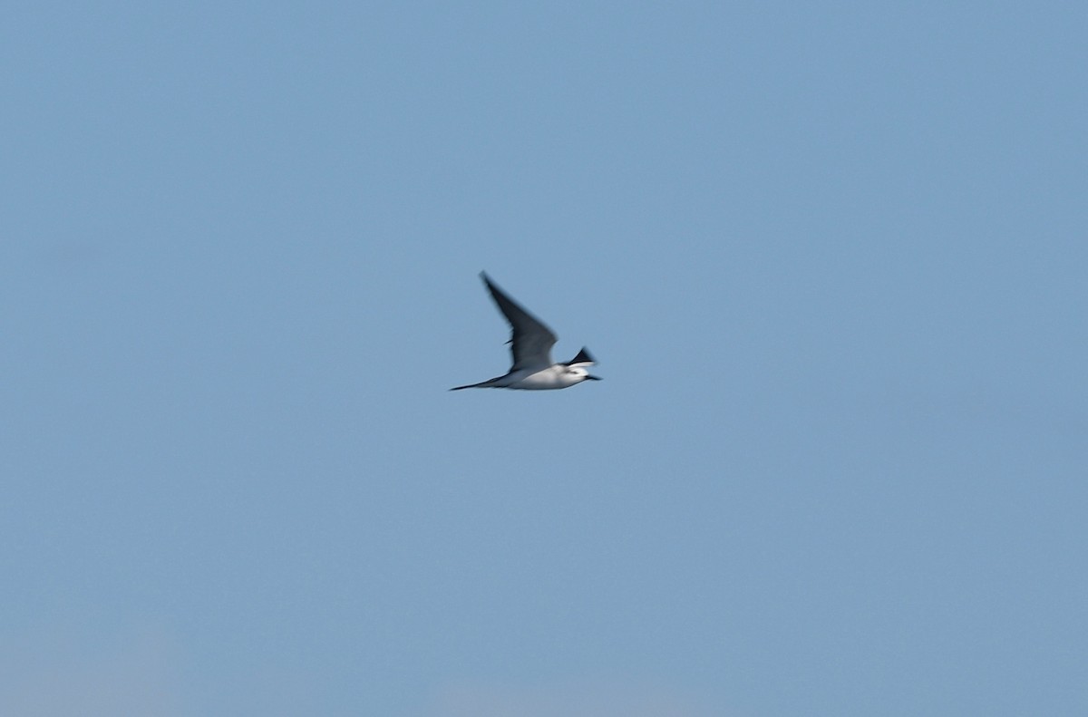 Bridled Tern - ML642503882