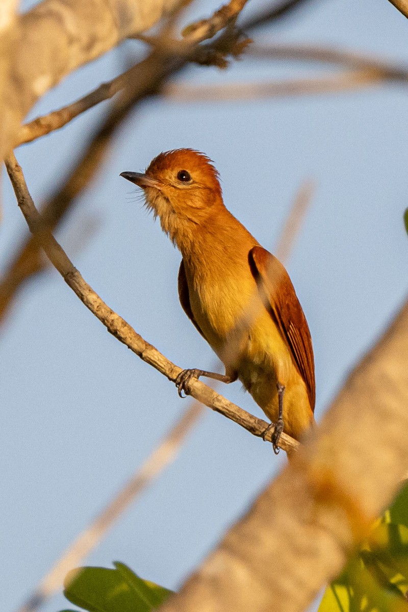 Rufous Casiornis - ML642503911