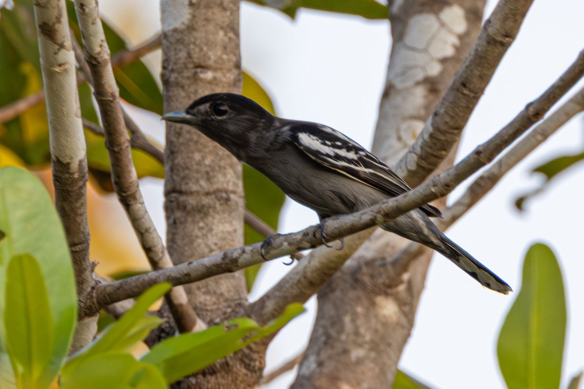 White-winged Becard - ML642503918