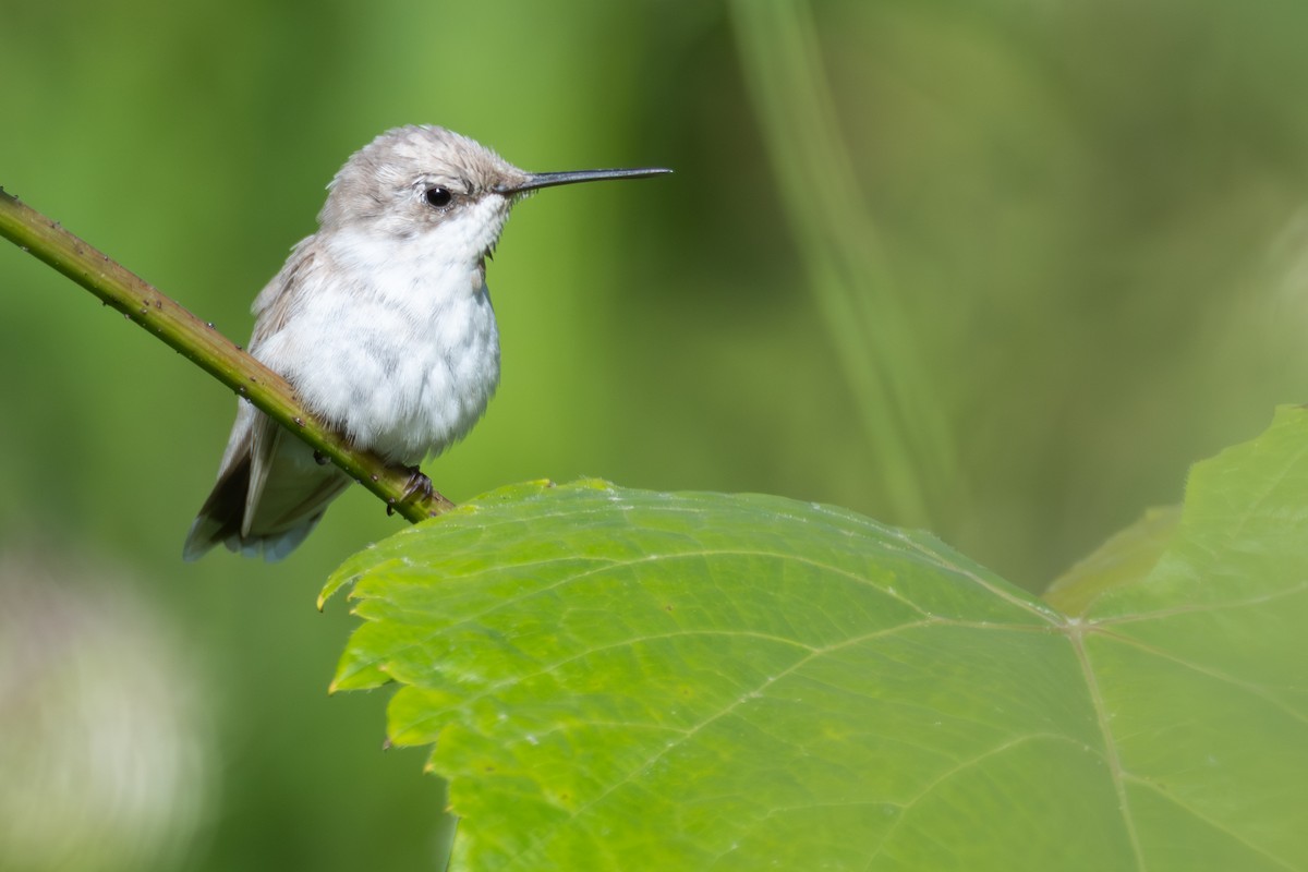 Colibri à gorge rubis - ML642503946