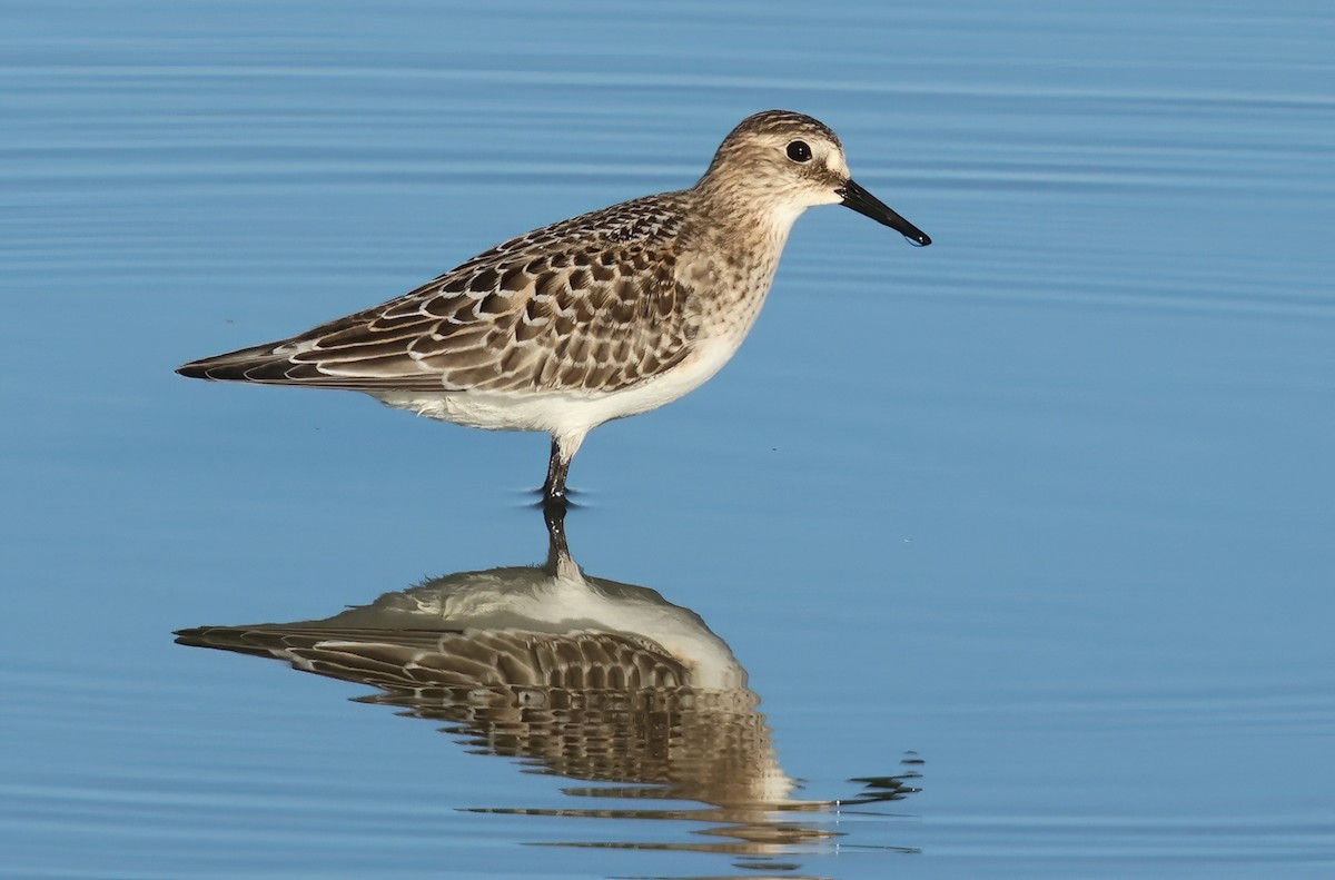 Baird's Sandpiper - ML642503952