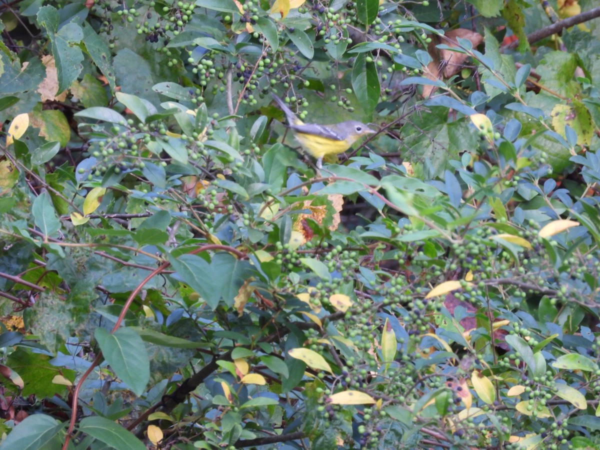 Magnolia Warbler - ML642503991
