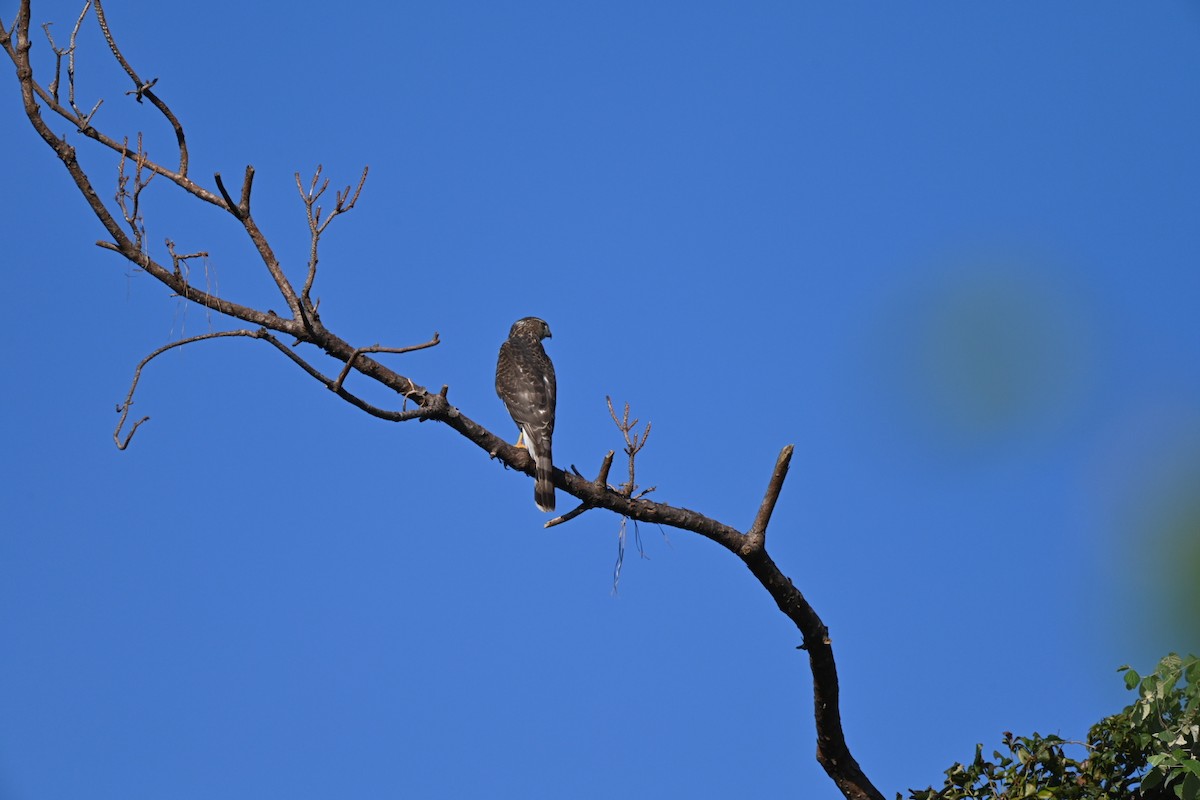 Cooper's Hawk - ML642503998