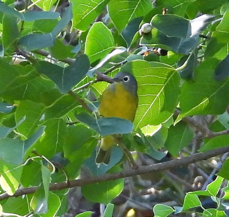 Nashville Warbler - ML642504001