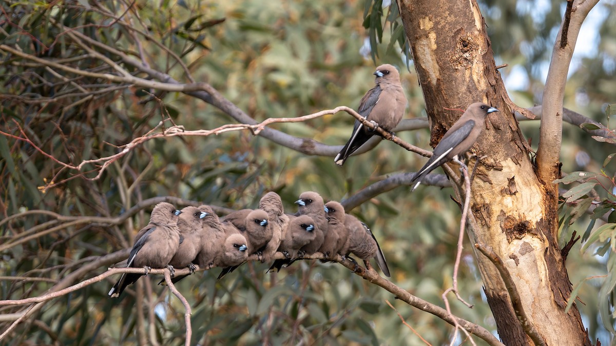 Dusky Woodswallow - ML642504012