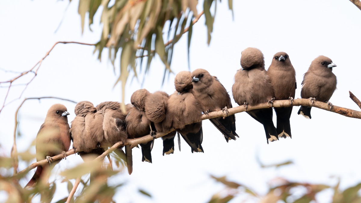 Dusky Woodswallow - ML642504013
