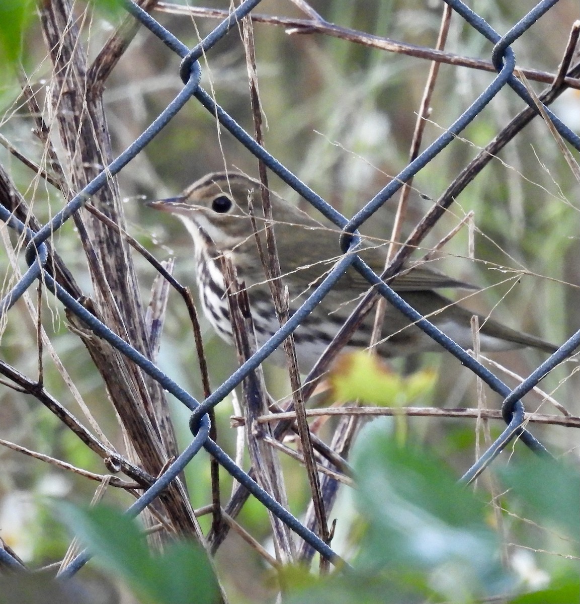Ovenbird - ML642504027