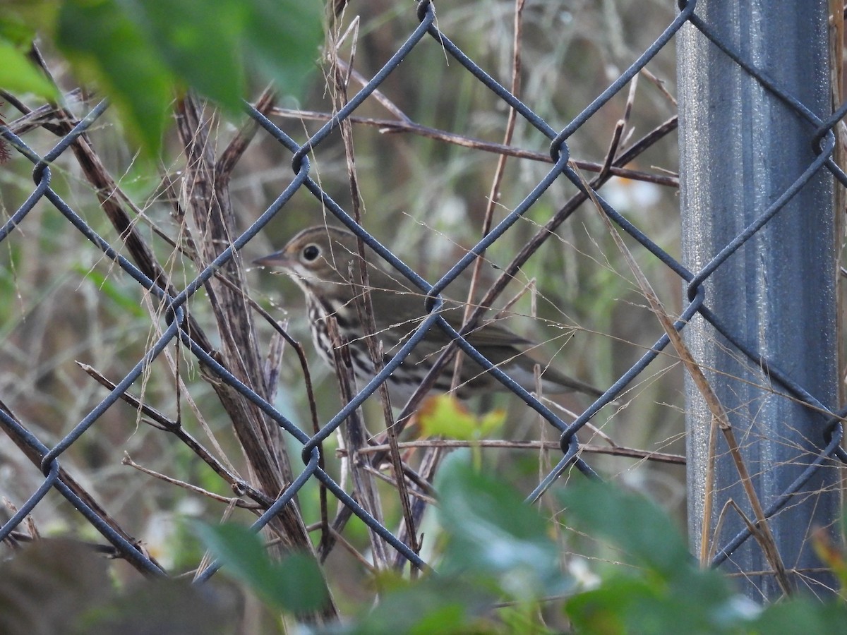 Ovenbird - ML642504028