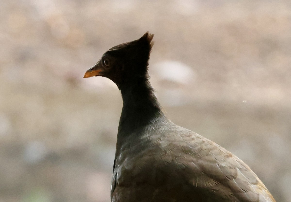 Orange-footed Megapode - ML642504031