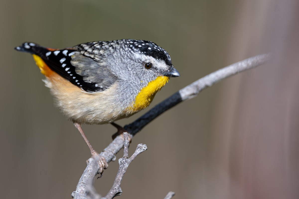 Spotted Pardalote - ML642504032
