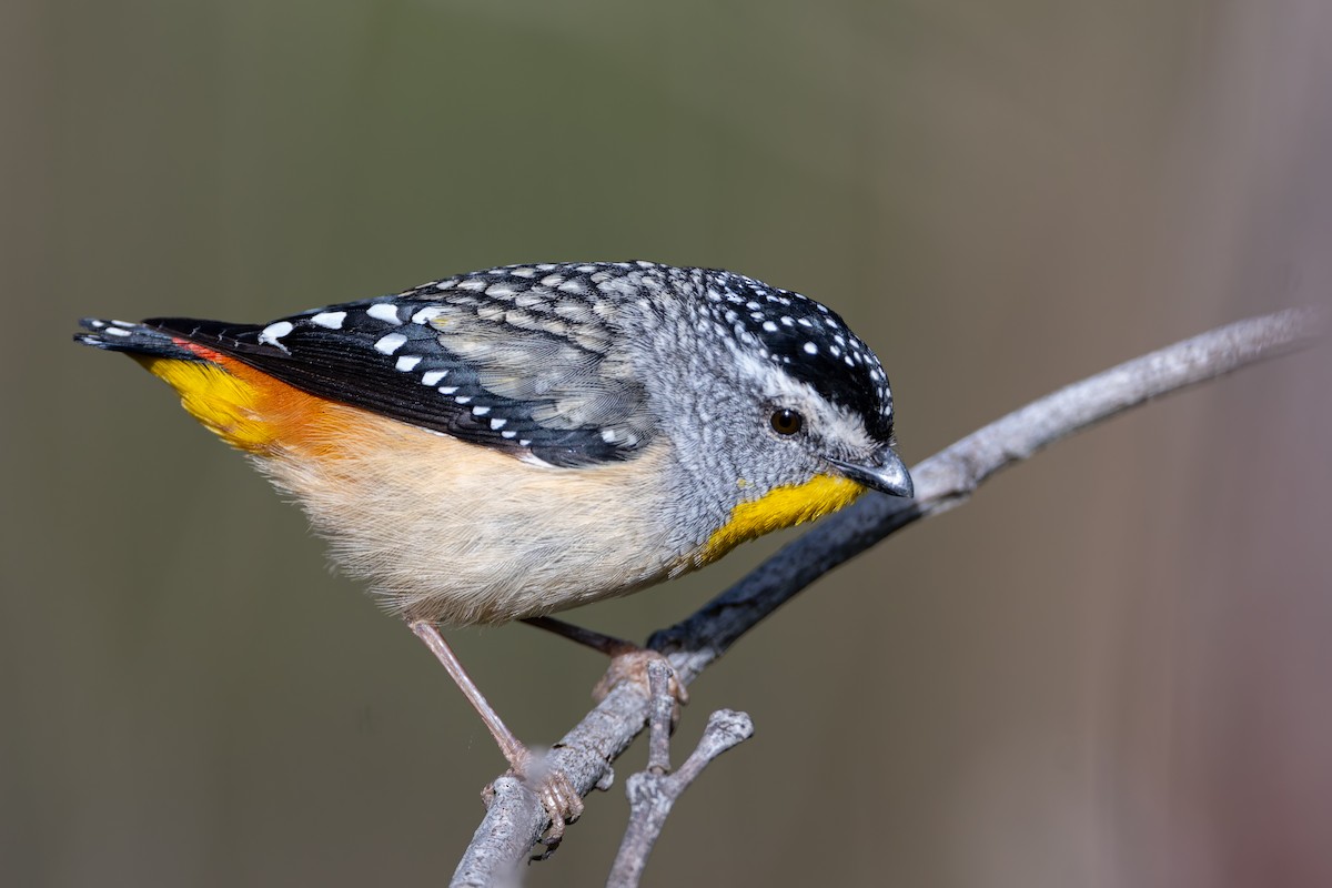 Spotted Pardalote - ML642504033