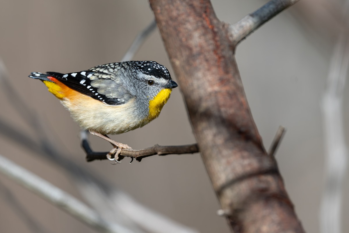 Spotted Pardalote - ML642504034
