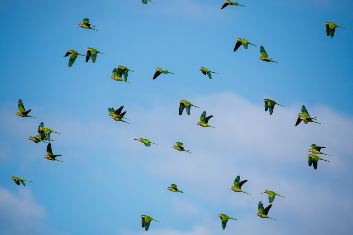 Monk Parakeet - ML642504035