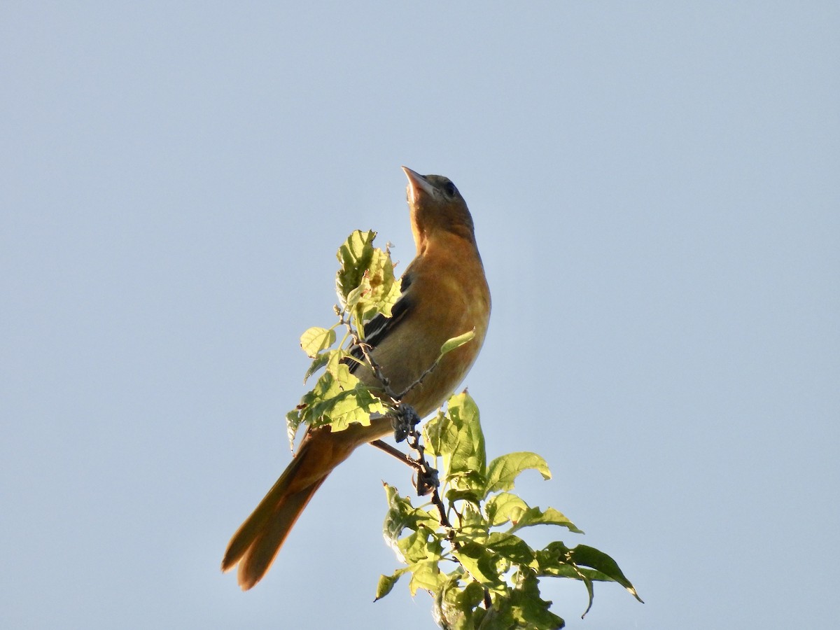 Baltimore Oriole - ML642504037