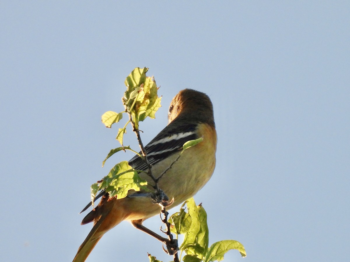 Baltimore Oriole - ML642504038