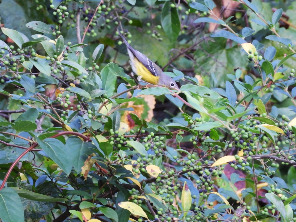 Magnolia Warbler - ML642504040