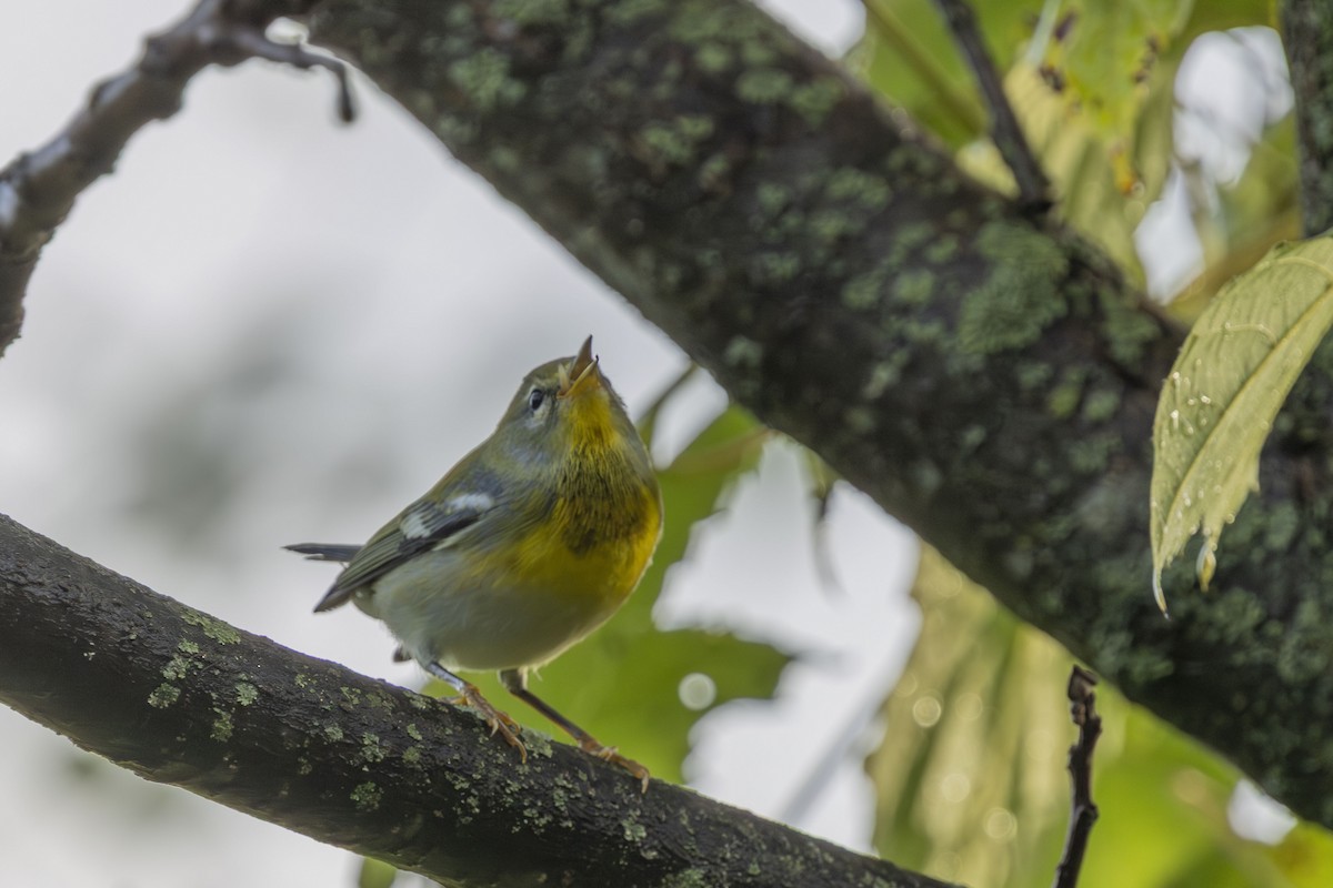 Northern Parula - ML642504041