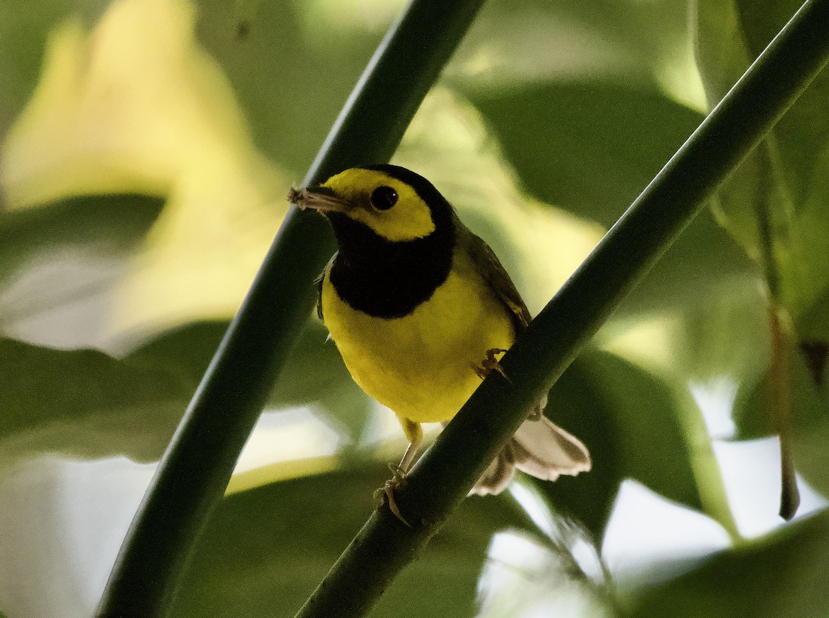 Hooded Warbler - ML642504042