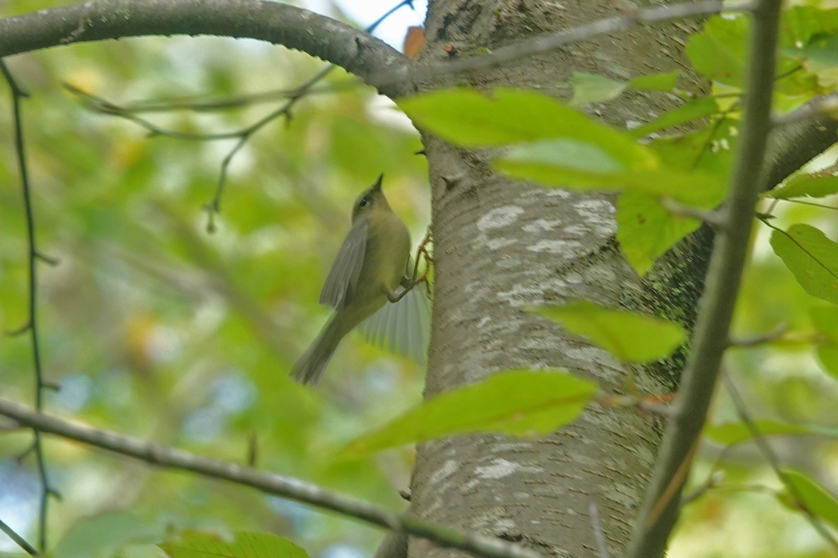 Black-throated Blue Warbler - ML642504043
