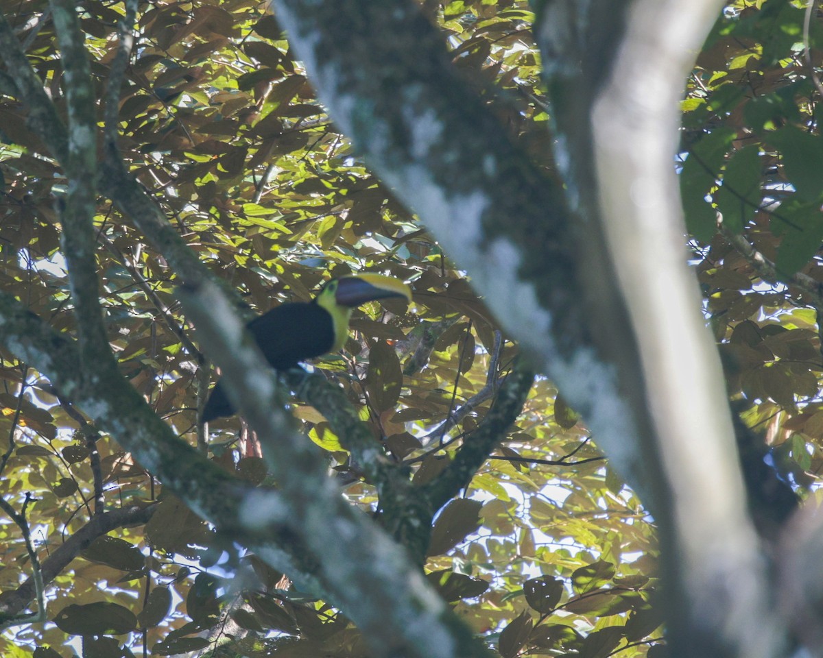 Yellow-throated Toucan - ML642504044