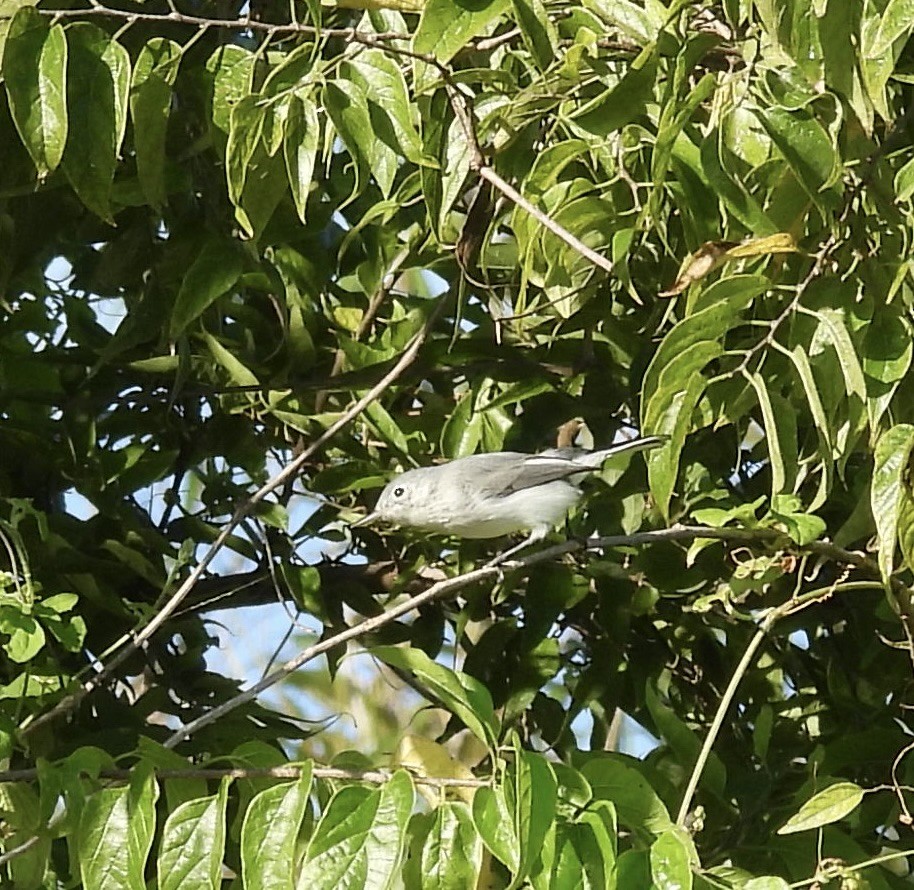 Blue-gray Gnatcatcher - ML642504045