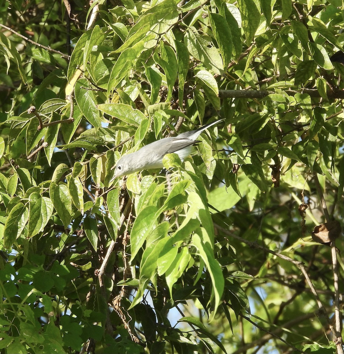 Blue-gray Gnatcatcher - ML642504046
