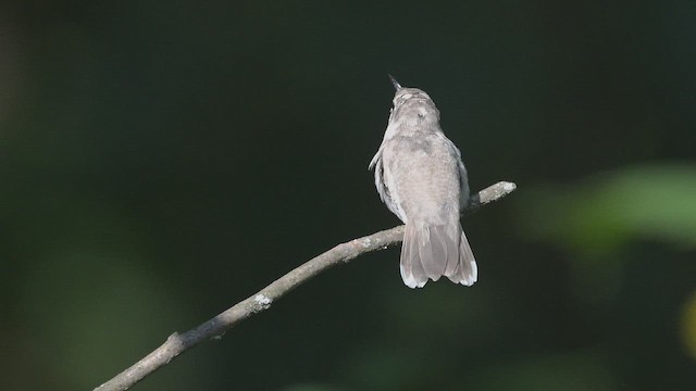 Colibri à gorge rubis - ML642504047