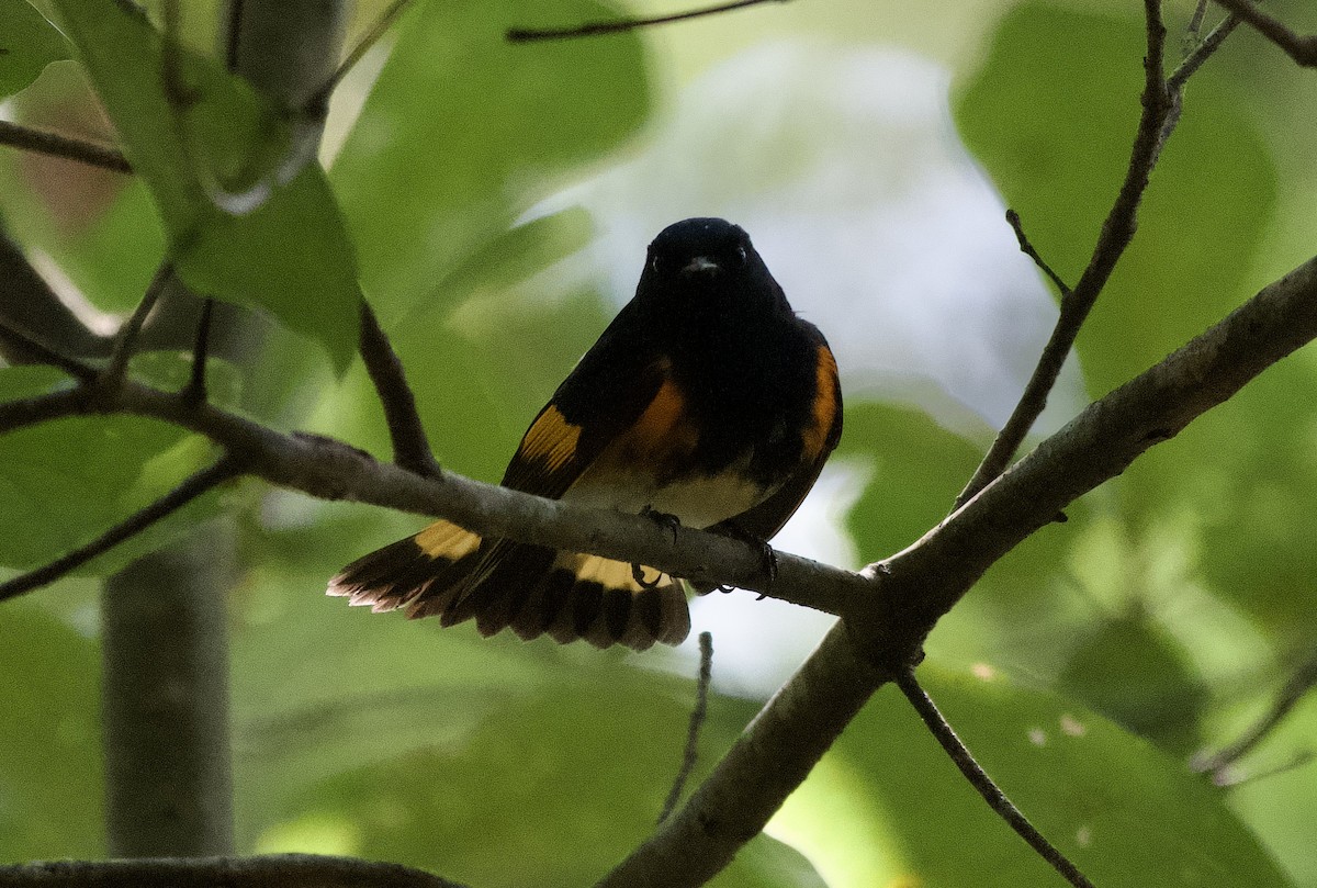 American Redstart - ML642504049