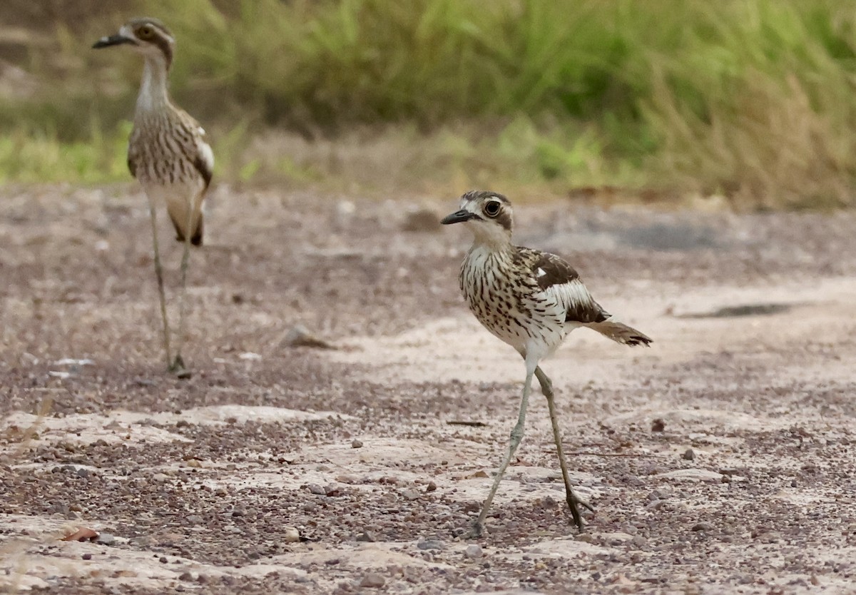 Bush Thick-knee - ML642504050