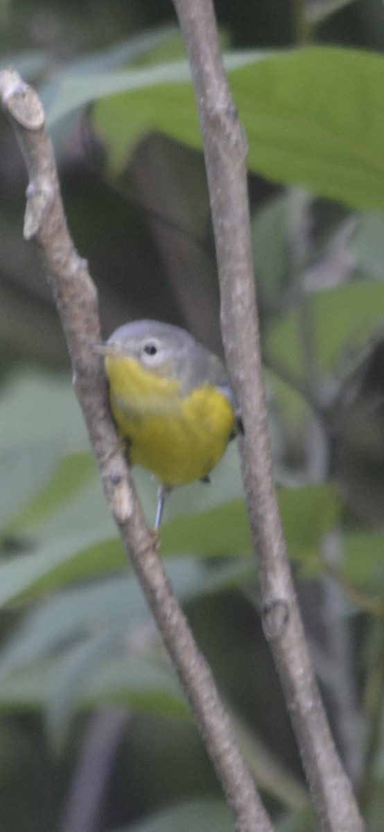 Magnolia Warbler - ML642504052