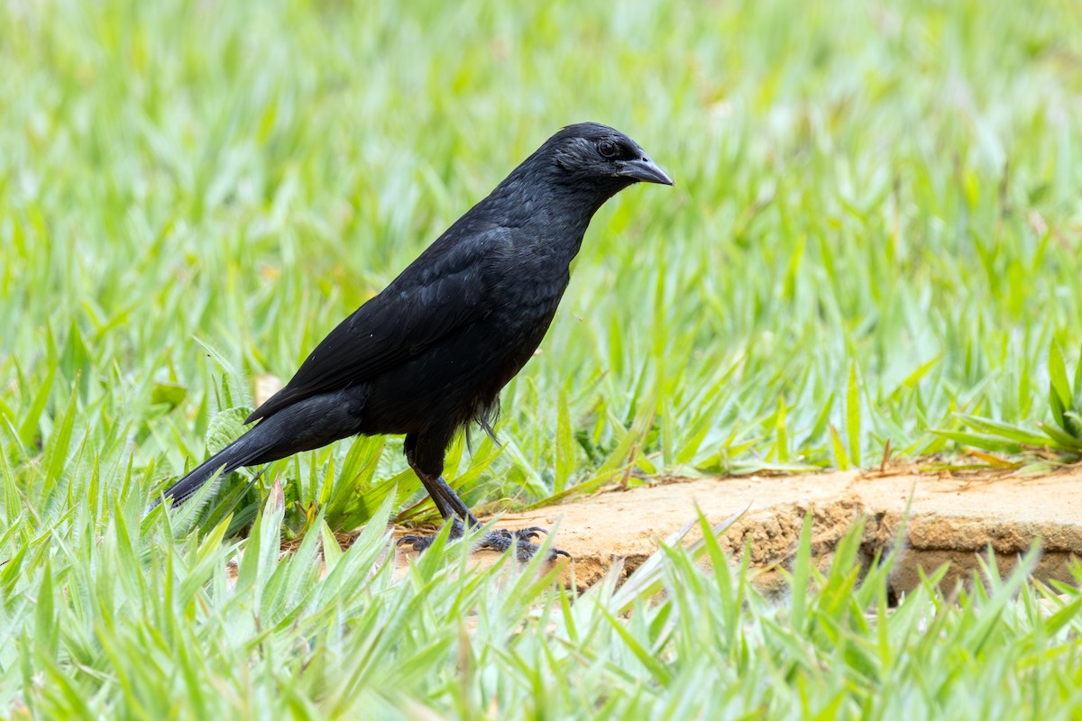 Chopi Blackbird - ML642504053