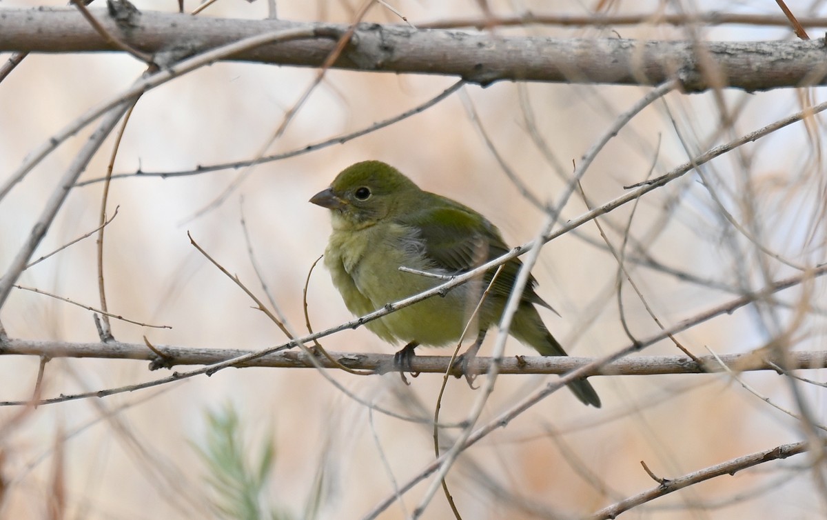 Painted Bunting - ML642504056
