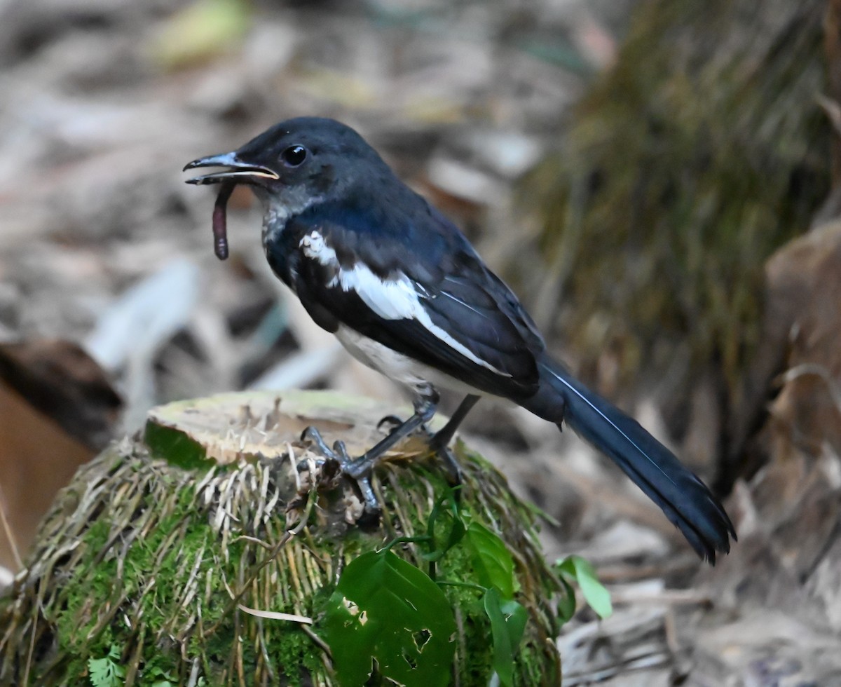 Oriental Magpie-Robin - ML642504058