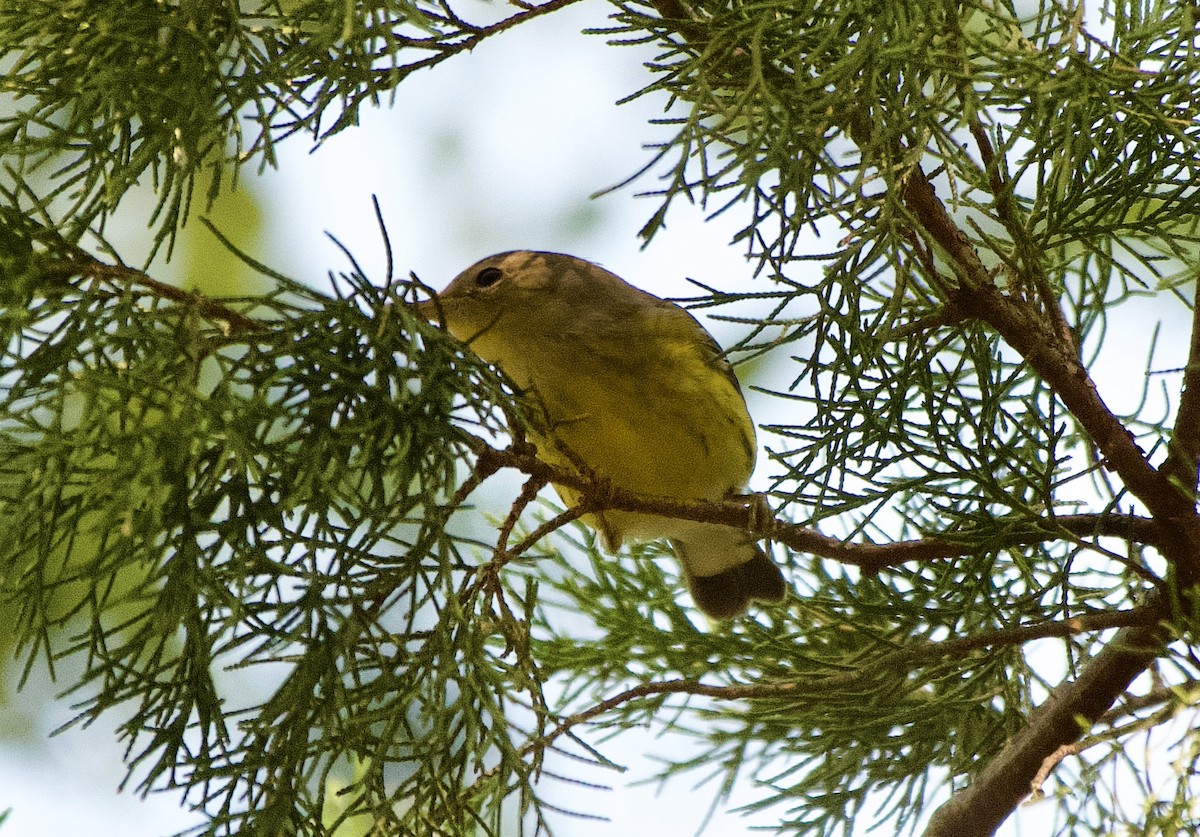 Magnolia Warbler - ML642504059