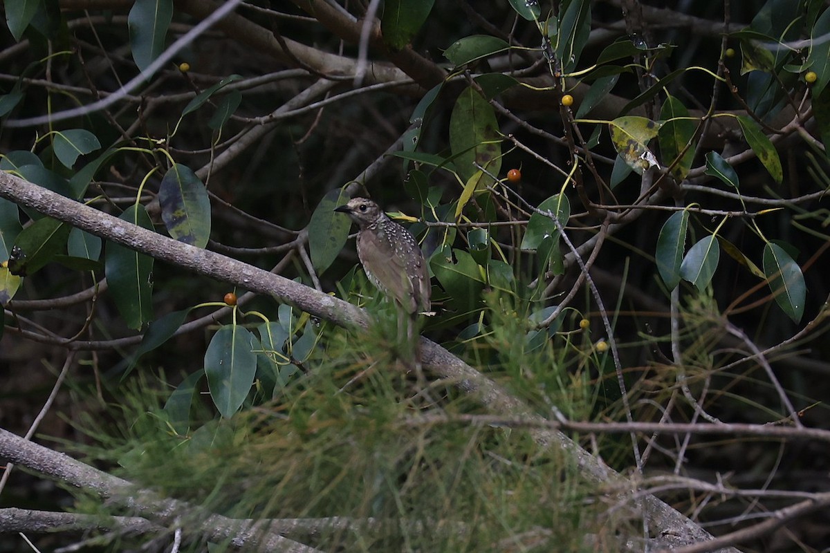 Regent Bowerbird - ML642504075