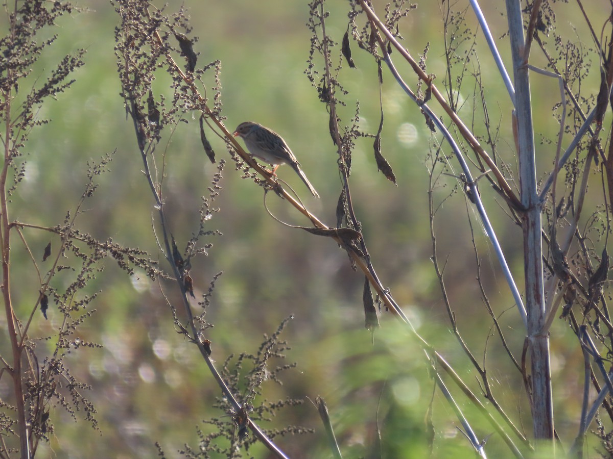 Clay-colored Sparrow - ML642504126