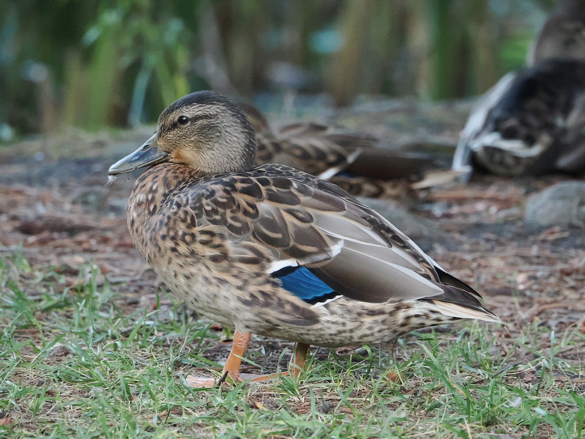 kachna divoká - ML642504159