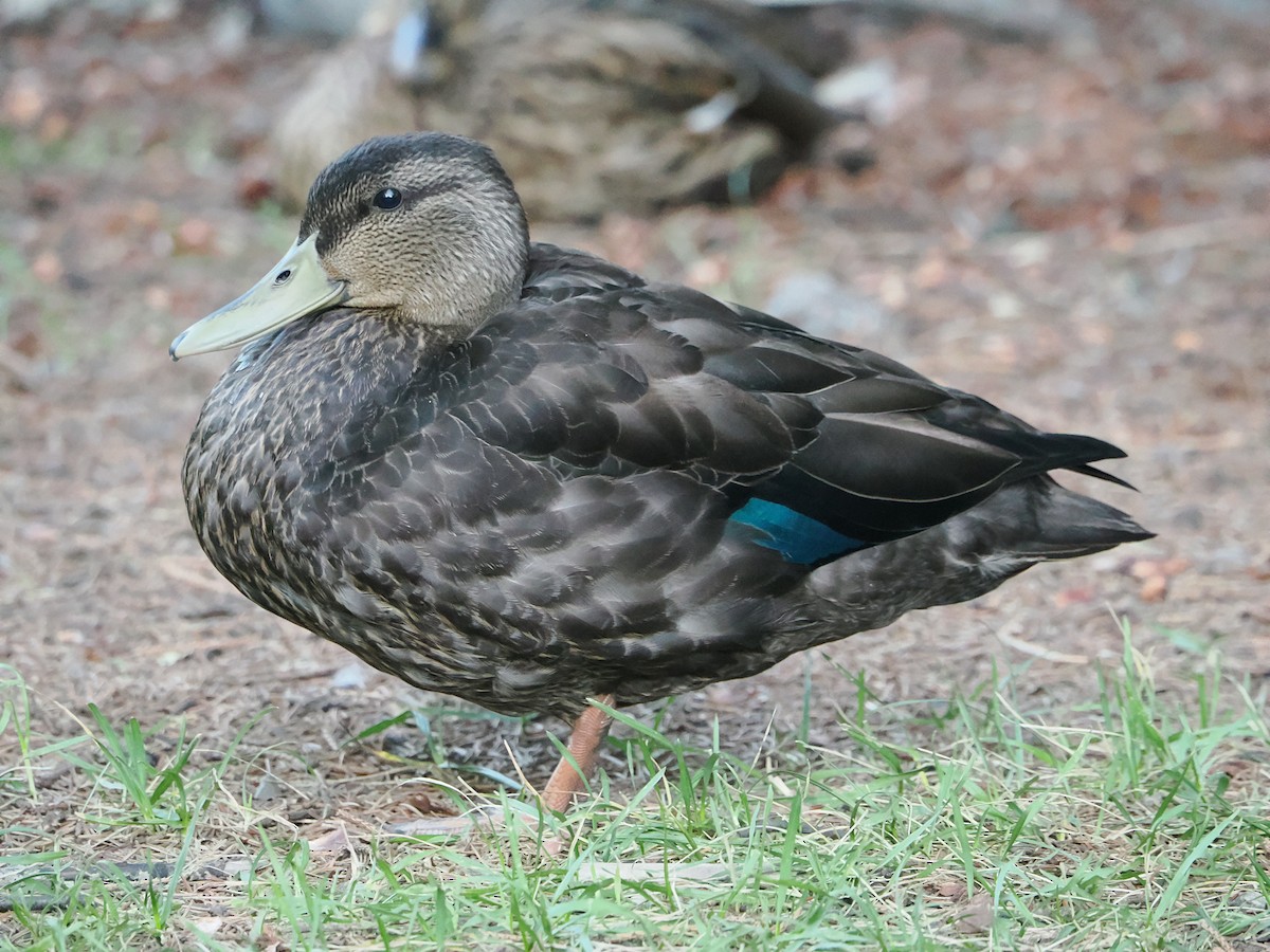 kachna tmavá - ML642504168