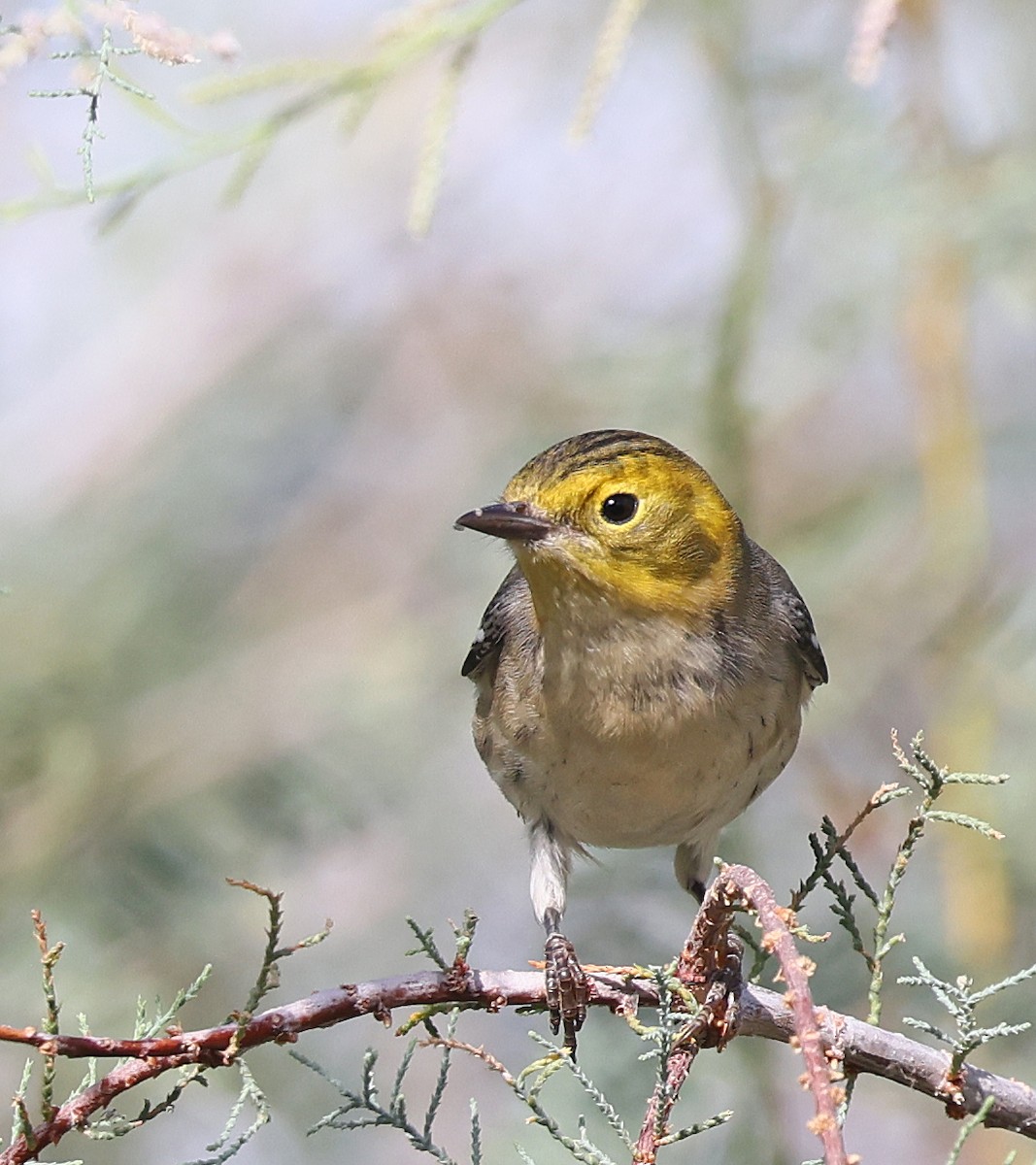 Hermit Warbler - ML642504171