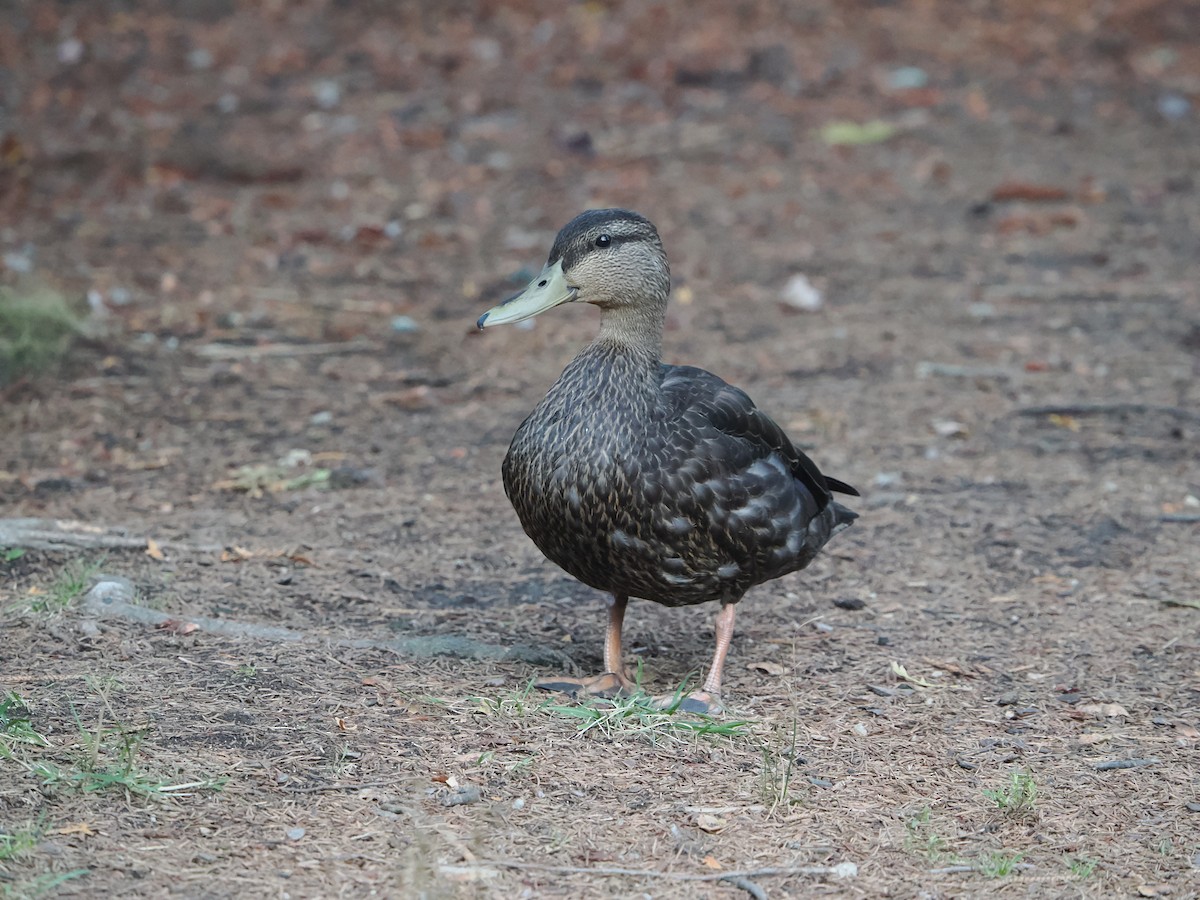 kachna tmavá - ML642504176