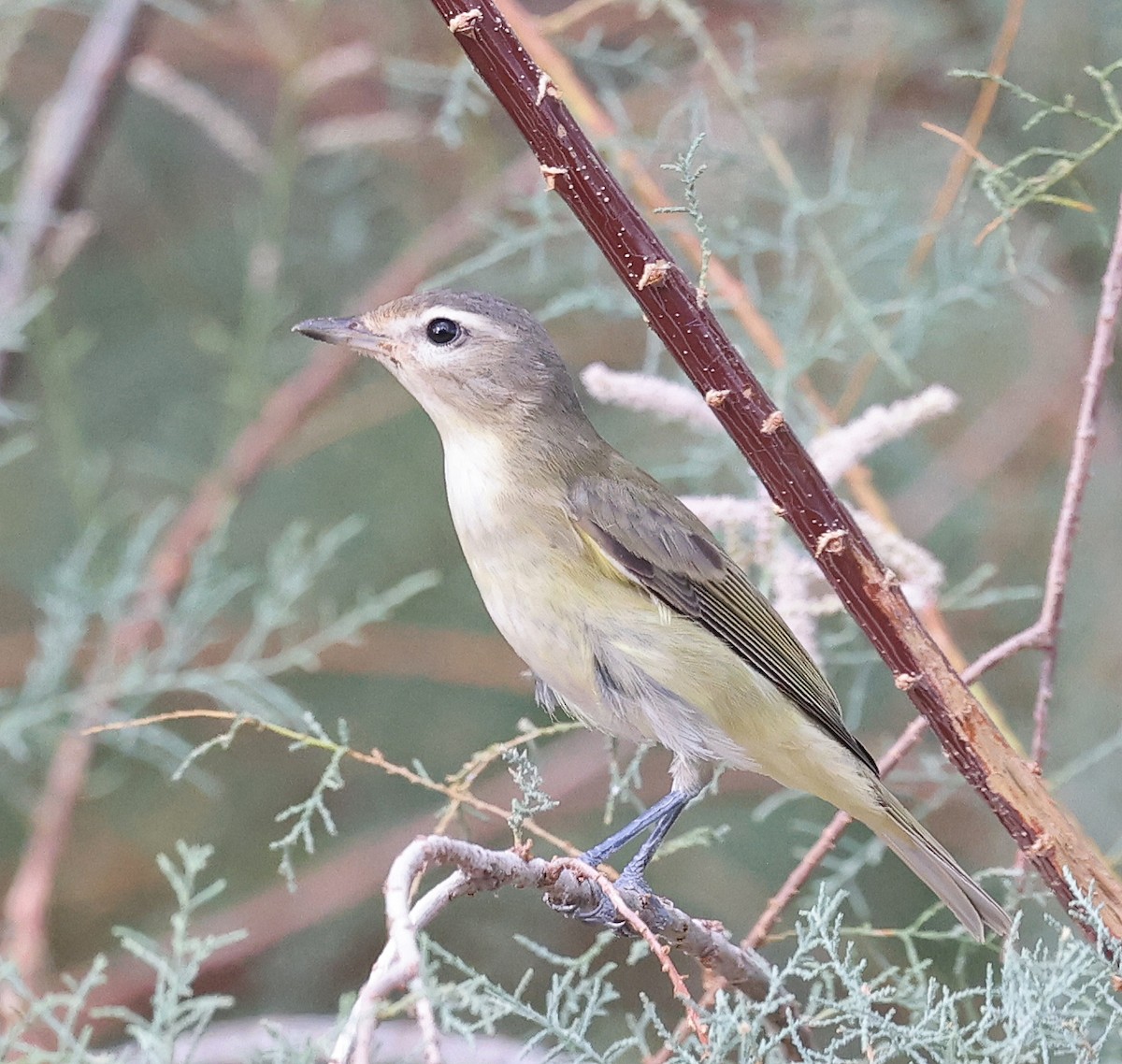Warbling Vireo - ML642504179