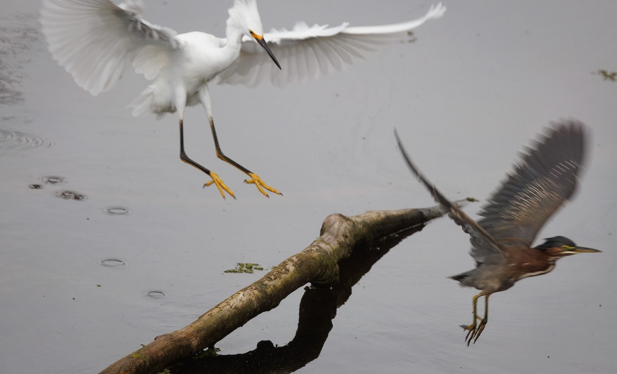 Snowy Egret - John Callender
