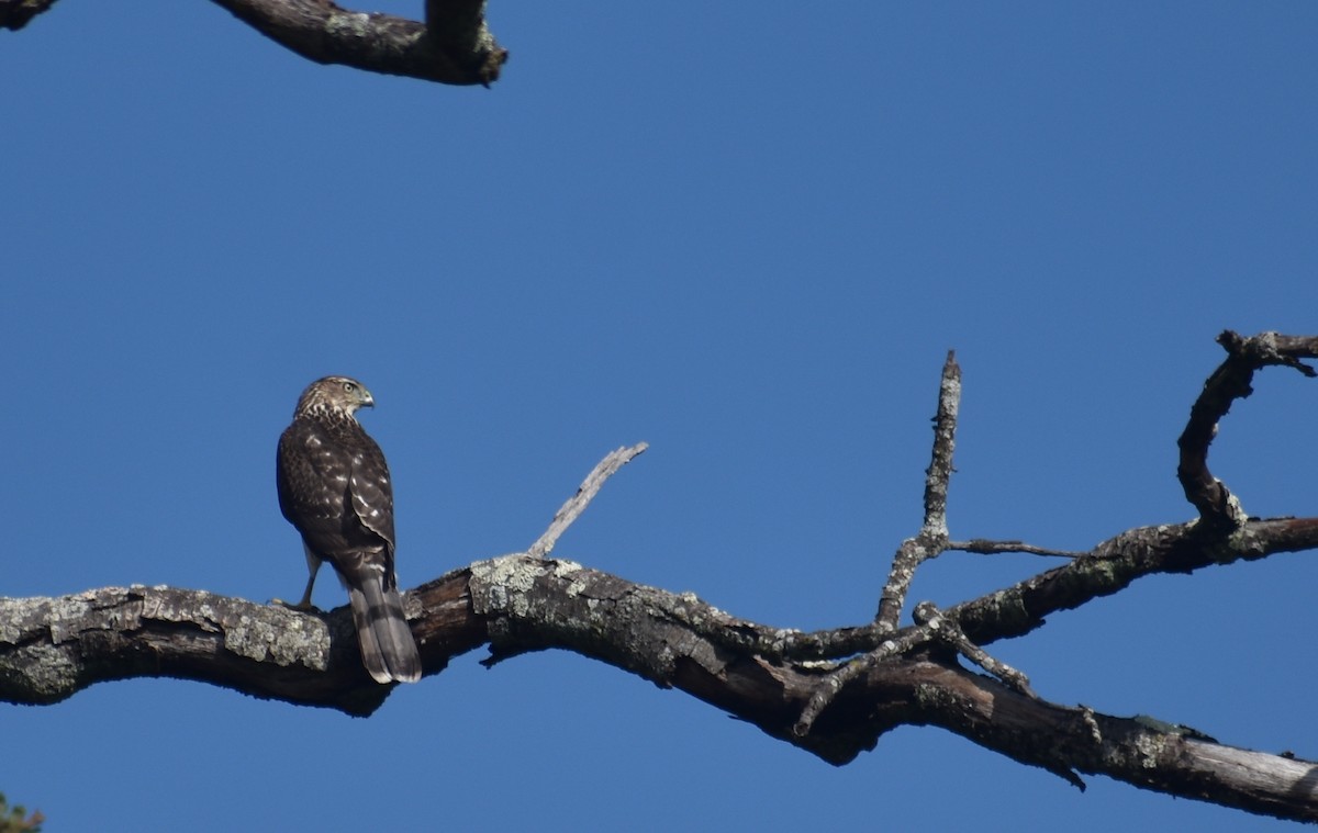 Cooper's Hawk - ML642504191