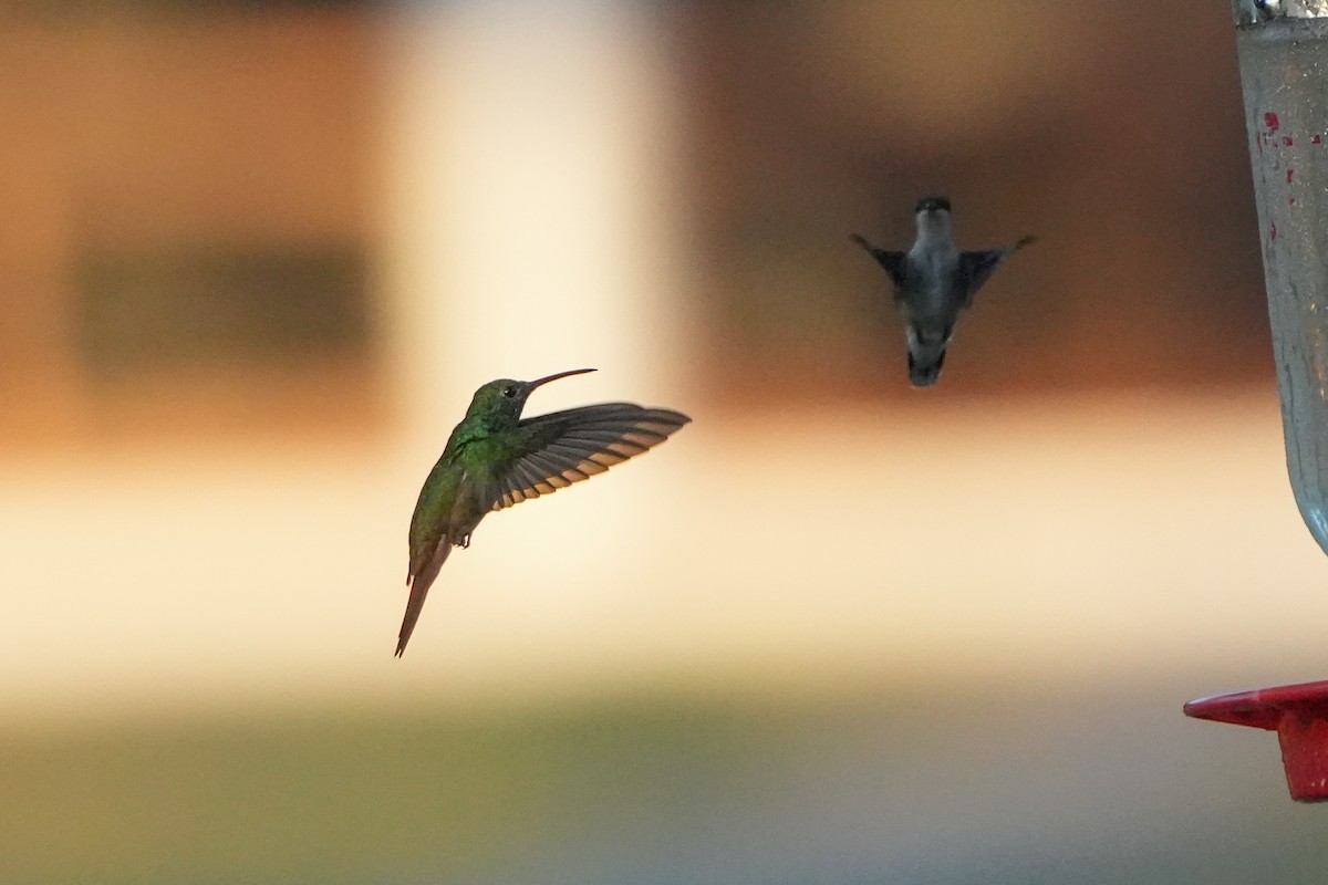 Buff-bellied Hummingbird - ML642504200