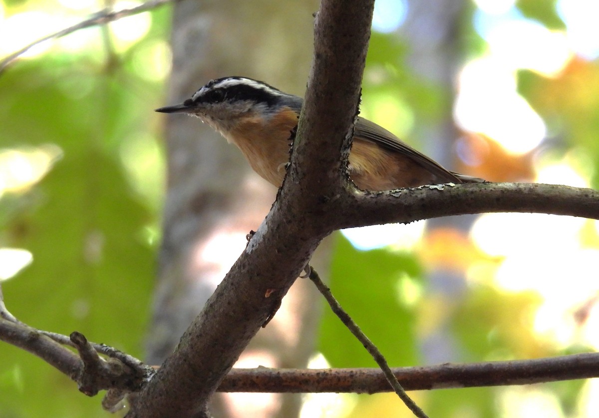 Red-breasted Nuthatch - ML642504201