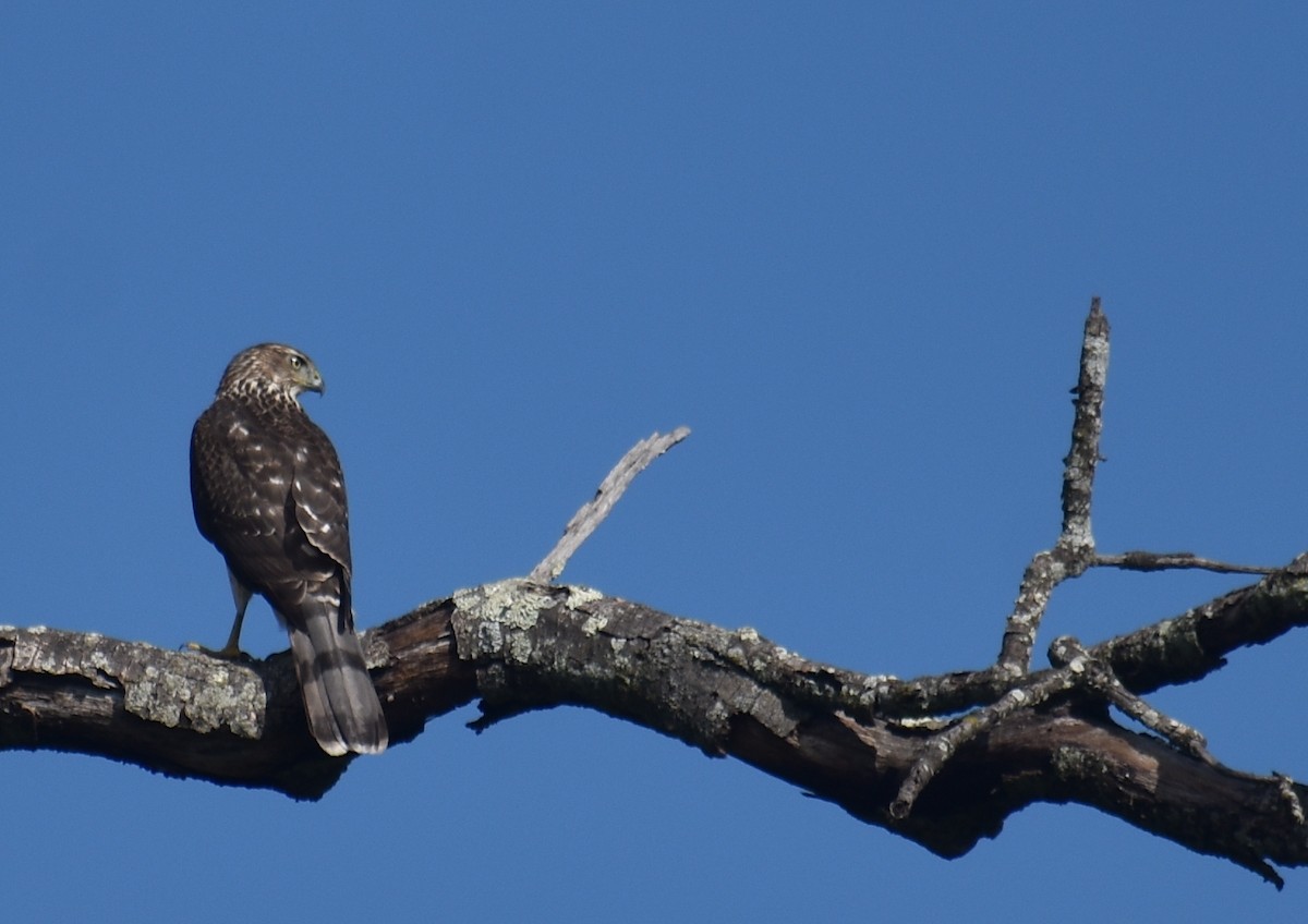 Cooper's Hawk - ML642504202