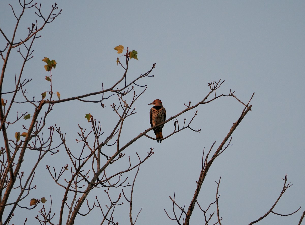 datel zlatý - ML642504203