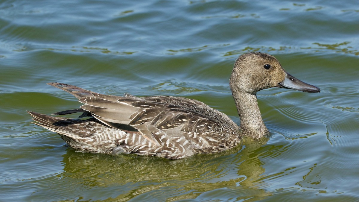 Northern Pintail - ML642504207