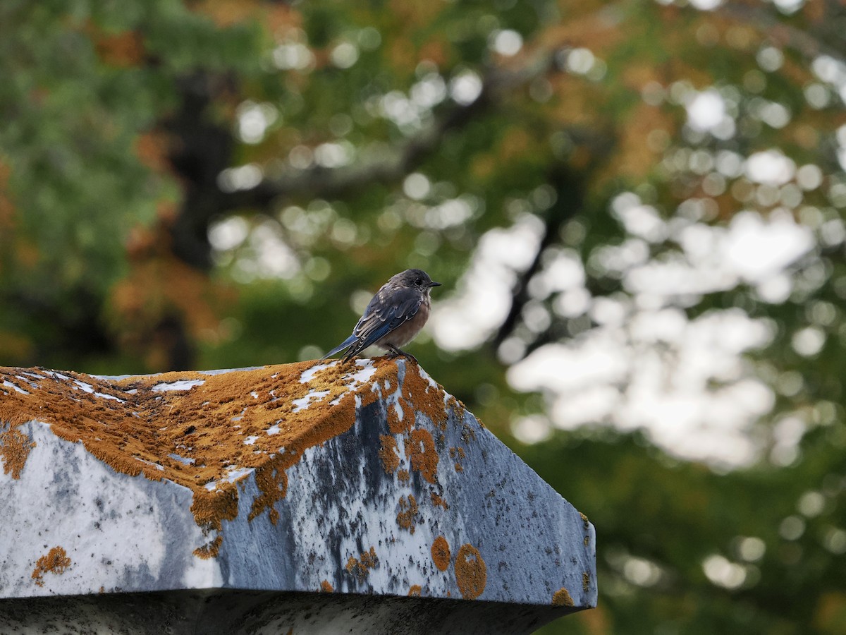 salašník modrý - ML642504208