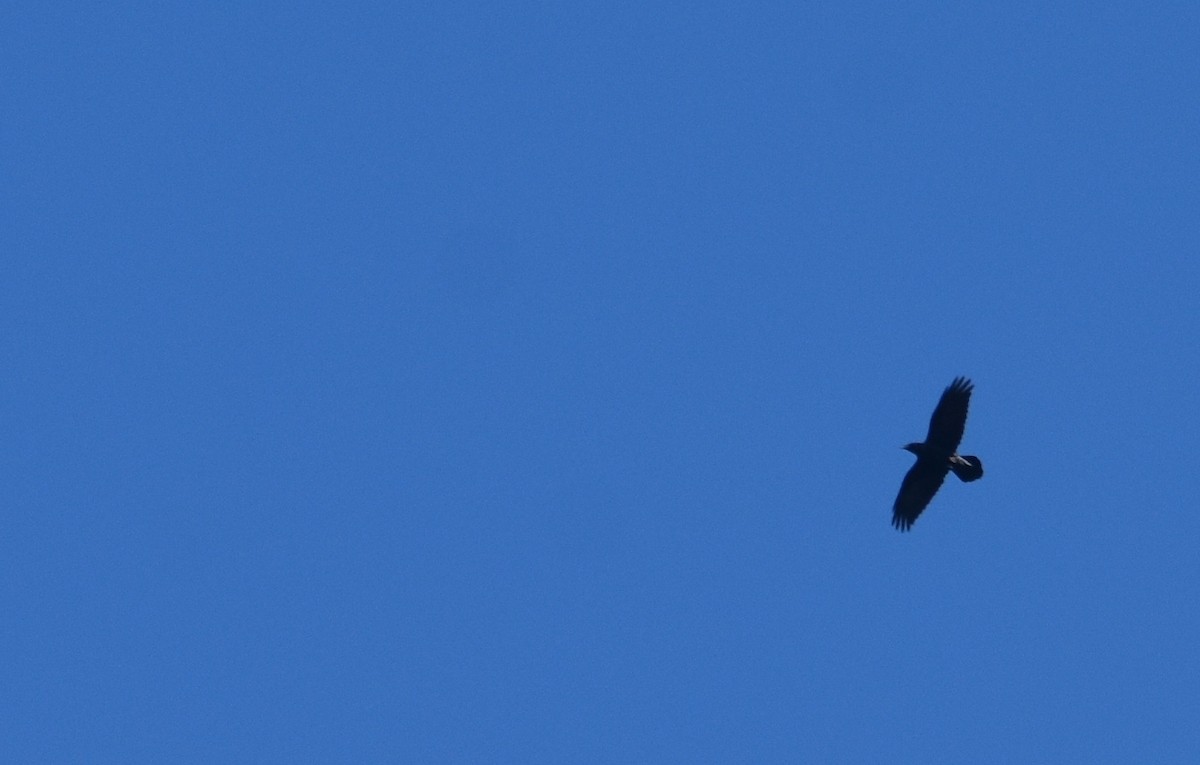 Common Raven - ML642504209